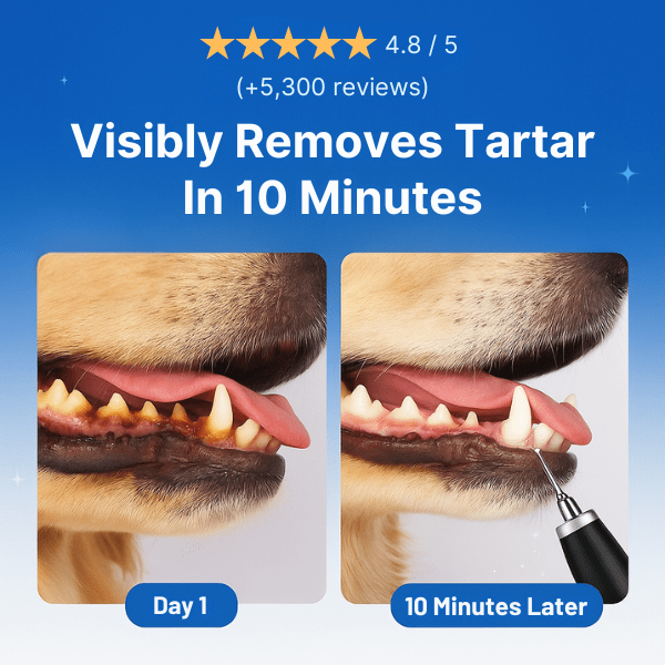 Winkula Dental Pro